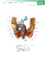 Sobotta  Atlas of Human Anatomy  Trunk, Viscera,Lower Limb Volume2 2006, page 220